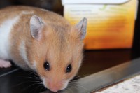 /album/photo-gallery-hamsterheaven/two-little-girls-juli-2012-015-jpg/